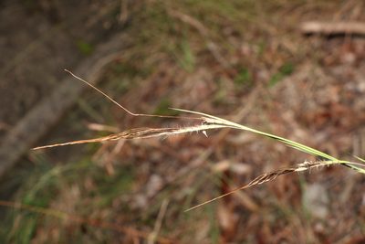 Heteropogon contortus, photographed by Greg Tasney