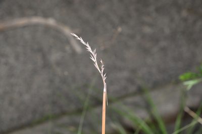 Lepidosperma laterale, photographed by Greg Tasney