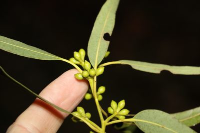 Eucalyptus propinqua, photographed by Greg Tasney