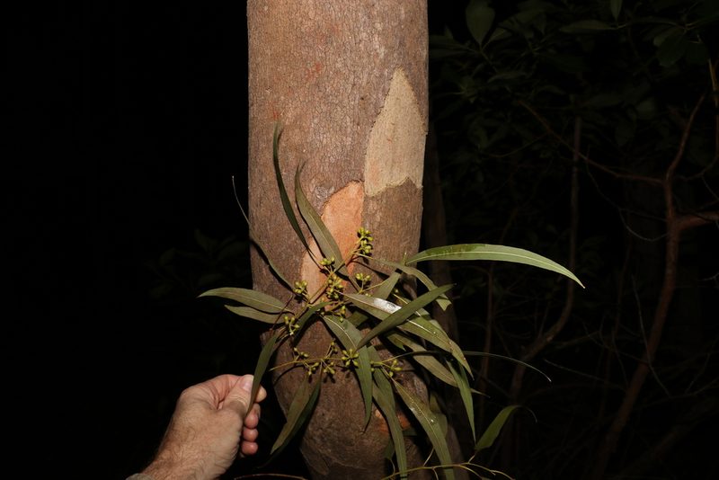 Eucalyptus propinqua, photographed by Greg Tasney
