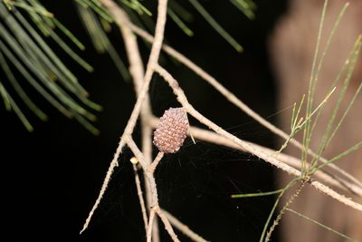 Allocasuarina littoralis, photographed by Greg Tasney