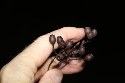 Corymbia trachyphloia, photographed by Greg Tasney