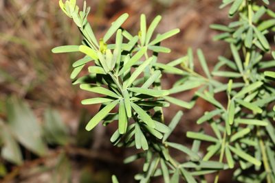 Gompholobium latifolium, photographed by Greg Tasney