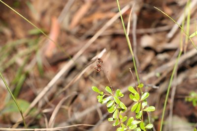 Bursaria spinosa, photographed by Greg Tasney