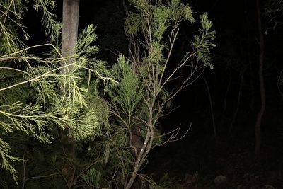 Exocarpos cupressiformis, photographed by Greg Tasney