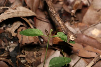 Brunoniella australis, photographed by Greg Tasney