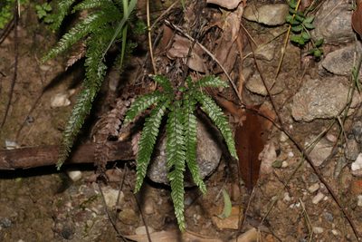 Adiantum hispidulum, photographed by Greg Tasney