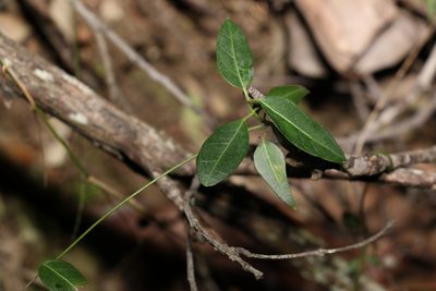 Leichhardtia coronata, photographed by Greg Tasney
