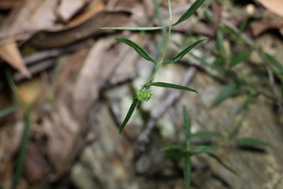Opercularia diphylla, photographed by Greg Tasney