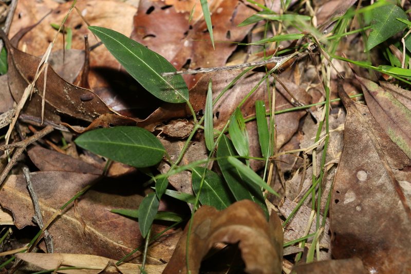 Leichhardtia coronata, photographed by Greg Tasney