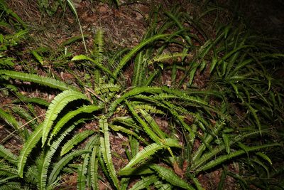 Nephrolepis cordifolia, photographed by Greg Tasney