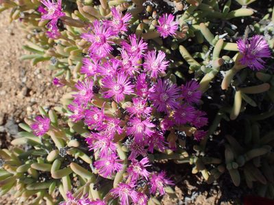 Ruschia viridifolia, photographed by Peter Warren