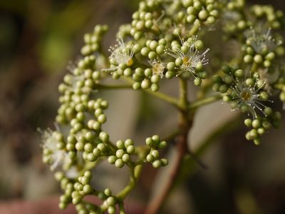 Syzygium caryophyllatum, photographed by Dinesh Valke