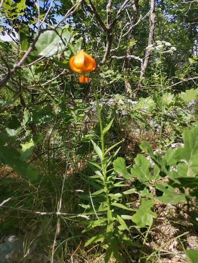 Lilium carniolicum, photographed by Ljaž