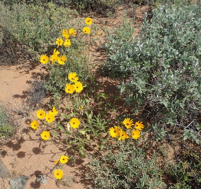 Norlindhia amplectens, photographed by Peter Warren