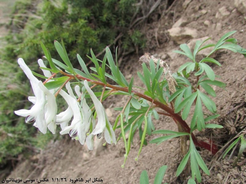 Corydalis angustifolia, photographed by موسی مزینانیان Mousa Mazinanian