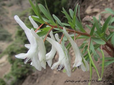 Corydalis angustifolia, photographed by موسی مزینانیان Mousa Mazinanian