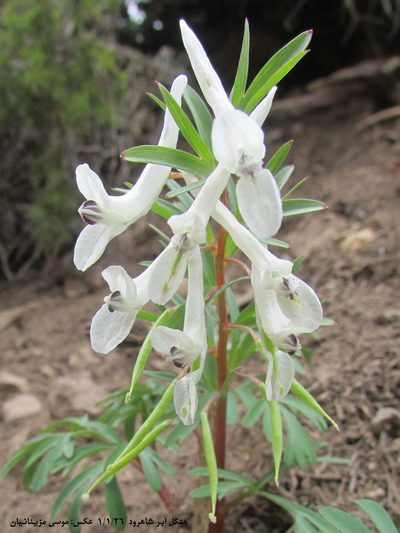 Corydalis angustifolia, photographed by موسی مزینانیان Mousa Mazinanian