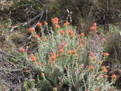 Castilleja foliolosa, photographed by Dorothy Johnson