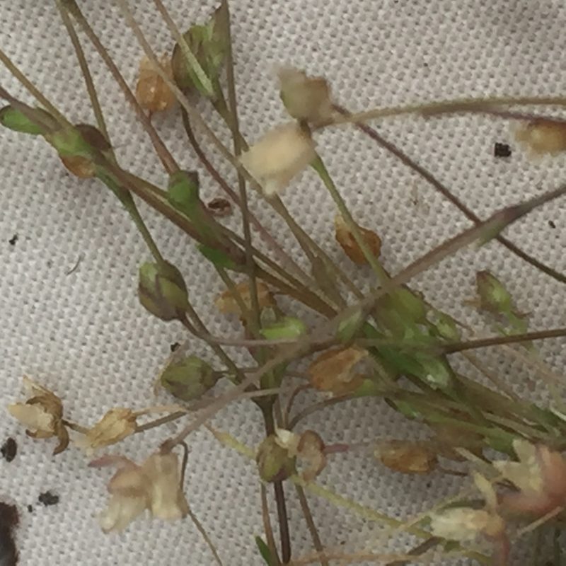Sagina micropetala, photographed by Andre Hosper