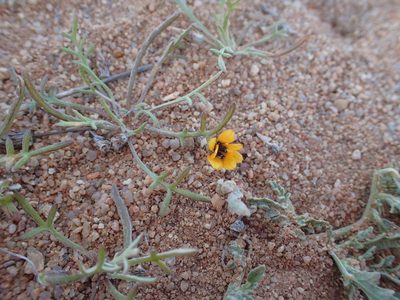 Gazania tenuifolia, photographed by Peter Warren