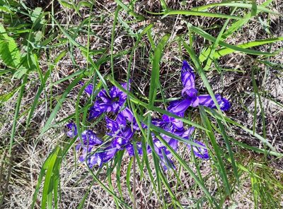 Iris ruthenica, photographed by Yurii Basov