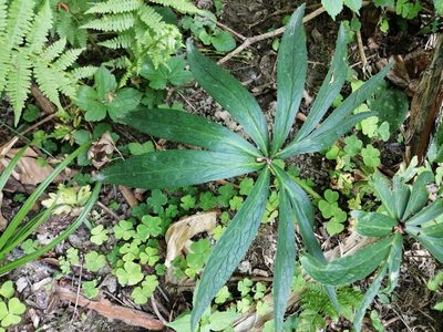 Helleborus viridis, photographed by Parco Monte Barro