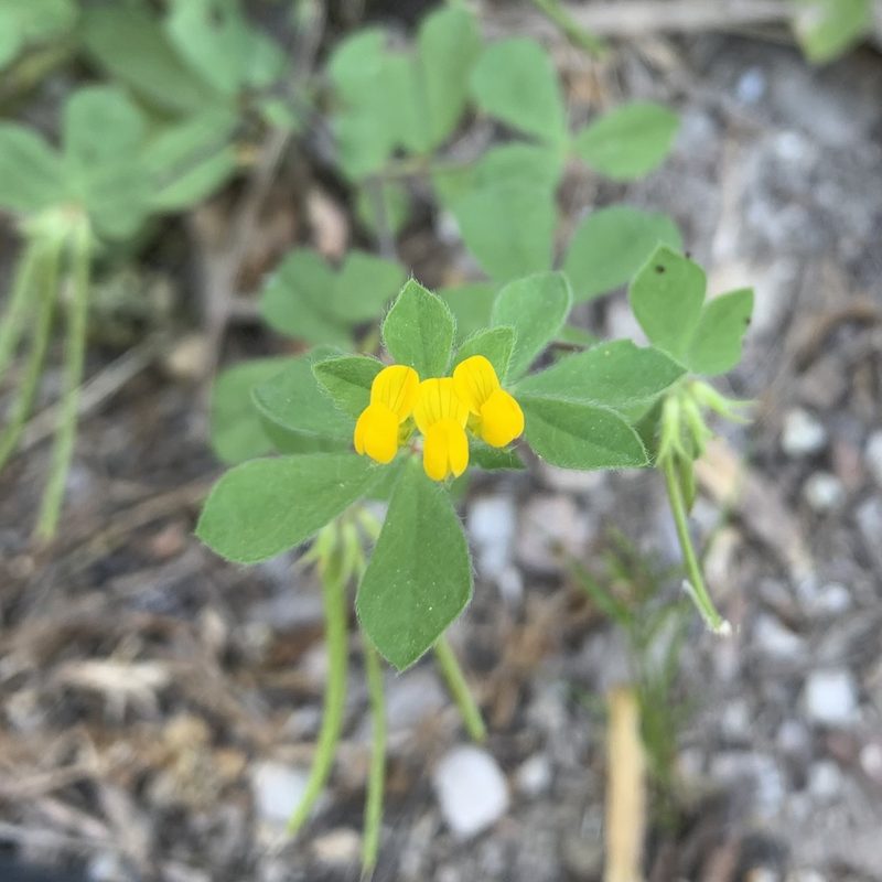 Lotus ornithopodioides, photographed by Jan Sheppard