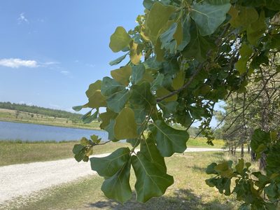 Quercus marilandica, photographed by Judy Gallagher