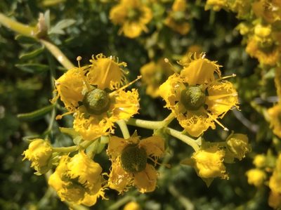 Ruta chalepensis, photographed by Ben Costamagna