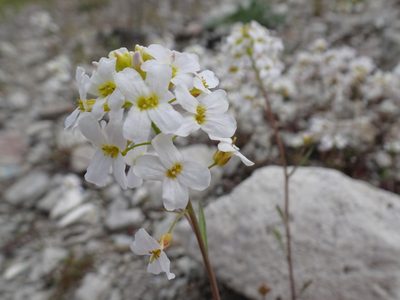 Arabidopsis arenosa, photographed by L. Pikorainen
