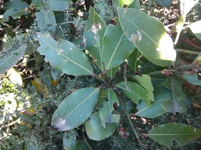 Laurus nobilis, photographed by Ben Costamagna