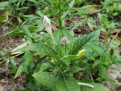 Ruellia caroliniensis, photographed by Alex Abair