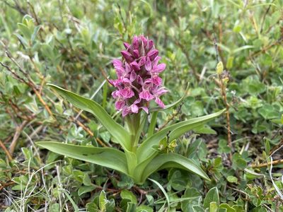 Dactylorhiza incarnata, photographed by allan5519