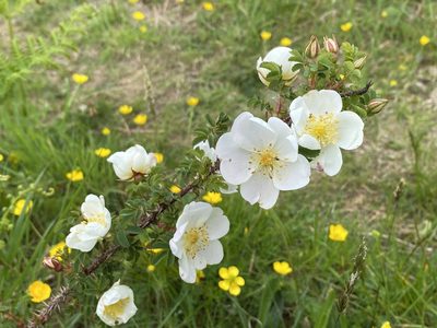 Rosa spinosissima, photographed by allan5519