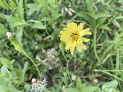 Pyrrhopappus pauciflorus, photographed by Nathan May