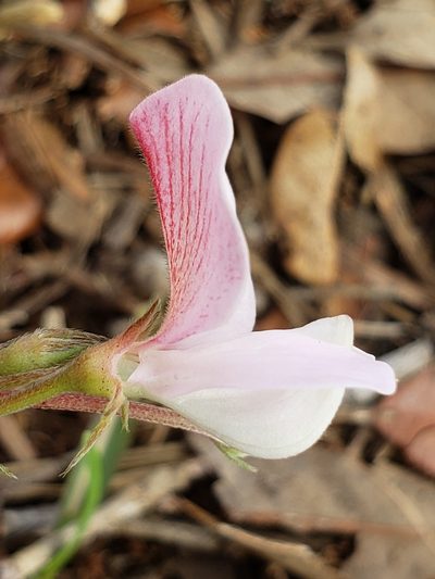 Tephrosia florida, photographed by Alex Abair