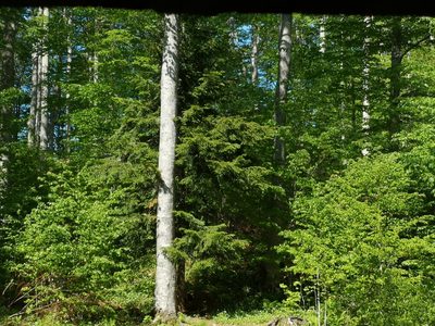 Abies alba, photographed by Jens-Christian Svenning
