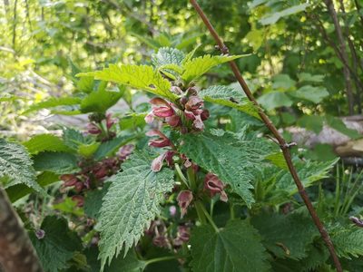 Lamium orvala, photographed by Jens-Christian Svenning