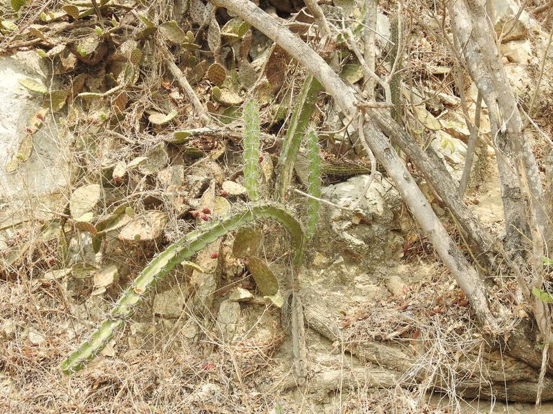 Acanthocereus tetragonus, photographed by Sandino Guerrero