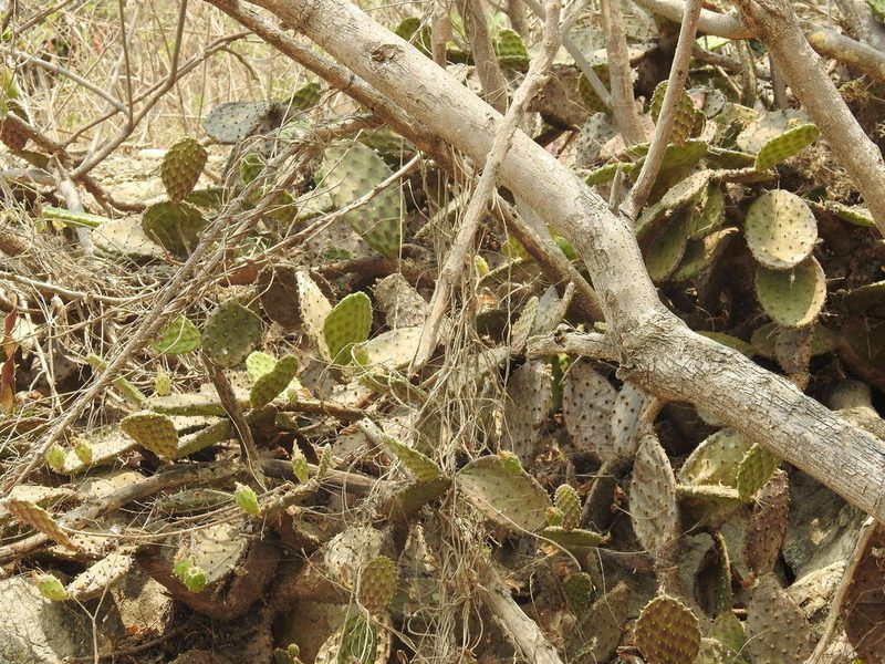 Opuntia decumbens, photographed by Sandino Guerrero