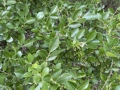 Vaccinium arboreum, photographed by Daniel McNair