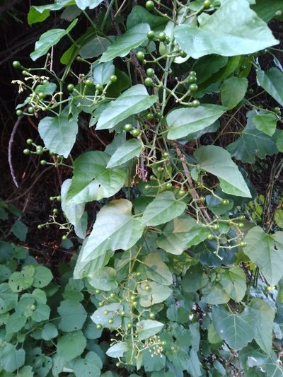Cissus fragilis, photographed by Rosemary Harrison