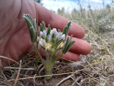 Pediomelum esculentum, photographed by Eric Watts