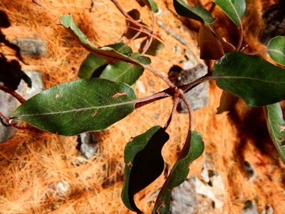 Arbutus bicolor, photographed by Norma Piedra