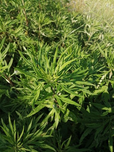 Artemisia verlotiorum, photographed by Parco Monte Barro