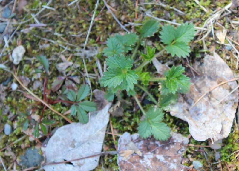 Potentilla norvegica, photographed by Steven Lamonde