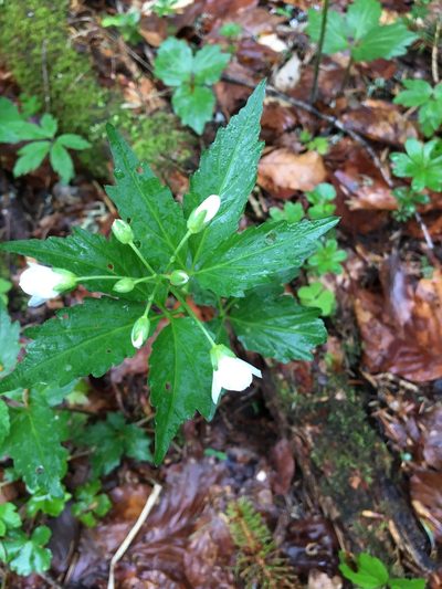 Cardamine waldsteinii, photographed by Mirko Ubović