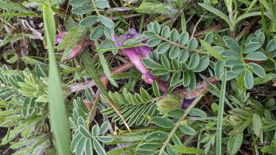 Astragalus crassicarpus, photographed by Esben Kjaer
