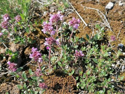 Thymus pulegioides, photographed by Branislav Tej
